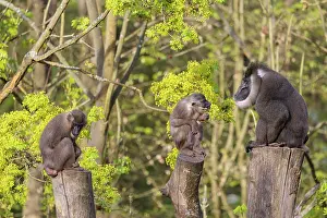 Three Drills (Mandrillus leucophaeus)
