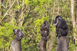 Three Drills (Mandrillus leucophaeus)
