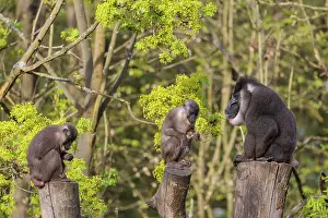 Three Drills (Mandrillus leucophaeus)