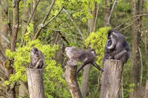 Three Drills (Mandrillus leucophaeus)
