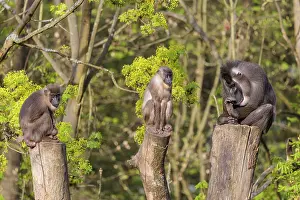 Three Drills (Mandrillus leucophaeus)