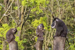Three Drills (Mandrillus leucophaeus)
