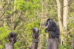 Three Drills (Mandrillus leucophaeus)