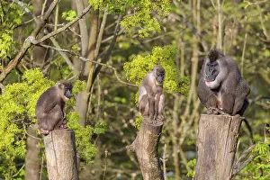 Three Drills (Mandrillus leucophaeus)