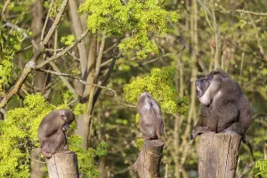 Three Drills (Mandrillus leucophaeus)