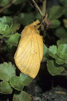 Drinker Moth (Euthrix potatoria)