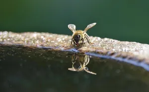 Drinking bee at a water basin, reflection