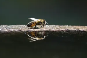 Drinking bee at a water basin, reflection