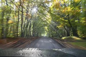 Driving on a country road through a forest