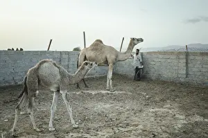 Dromedaries (Camelus dromedarius) in front of milking