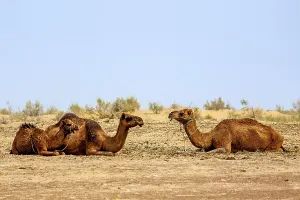 Dromedaries, Uzbekistan, Uzbekistan, Asia