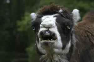 Dromedary