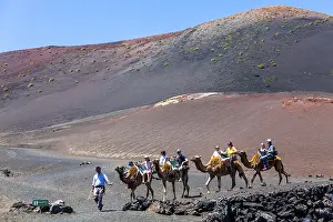 Dromedary camels