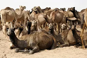 Dromedary camels, Arabian camels (Camelus dromedarius)