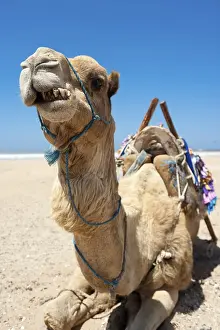 Dromedary (Camelus dromedarius)