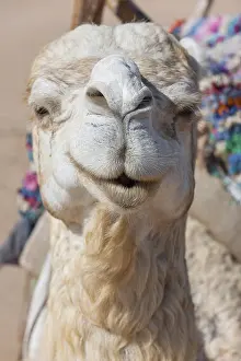 Dromedary (Camelus dromedarius)
