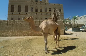 Dromedary (Camelus dromedarius)