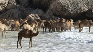 Dromedary (Camelus dromedarius)
