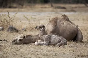 Dromedary (Camelus dromedarius) with young