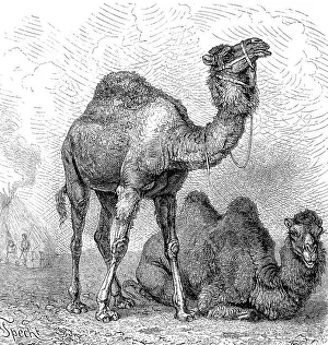 Dromedaryy (Camelus dromedarius) and a Bactrian camel (Camelus bactrianus) 1889