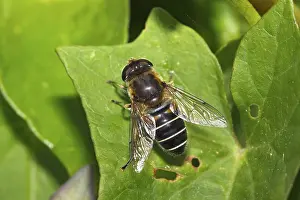 Drone fly, dronefly (Eristalis tenax)