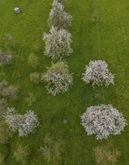 Drone image of blossoming cherry trees