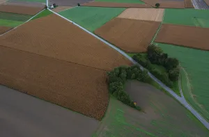 Drone image, country road leads through grain fields with a group of trees