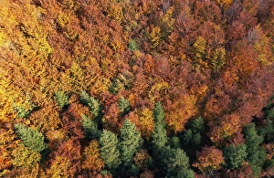 Drone image, mixed forest in autumnal colours in Weissenbachtal