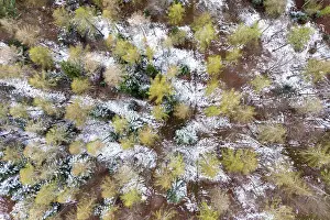 Drone image, mixed forest, Schurwald