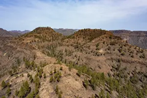 Drone image, pine forest in the Palmitos Mountains