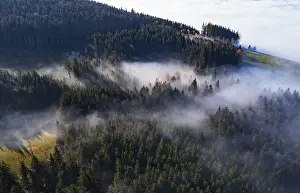Drone shot, autumn landscape, morning fog over a coniferous forest
