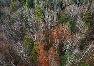Drone shot, autumnal mixed forest from above