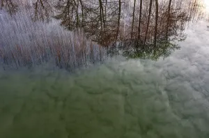 Drone shot, bare trees are reflected in the water at the reed belt