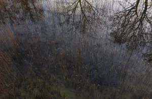 Drone shot, bare trees are reflected in the water at the reed belt