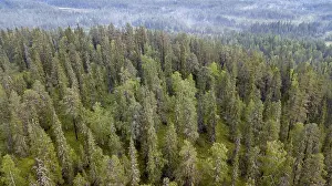Drone shot, boreal, arctic conifers with fog