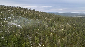 Drone shot, boreal, arctic conifers with fog