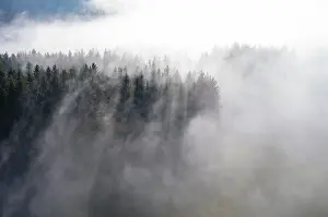 Drone shot, coniferous forest rising from ground fog