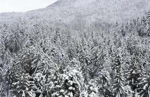 Drone shot, deep snowy coniferous forest
