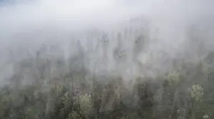 Drone shot, fog in boreal, arctic forest