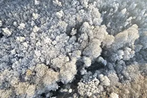 Drone shot of forest in winter