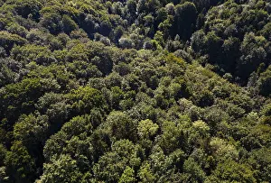 Drone shot, green deciduous forest from above