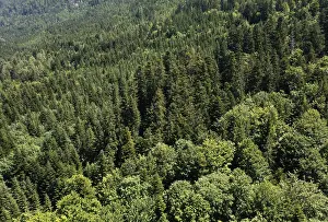 Drone shot, mixed forest from above