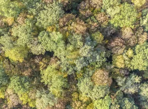 Drone shot of a mixed forest in autumn