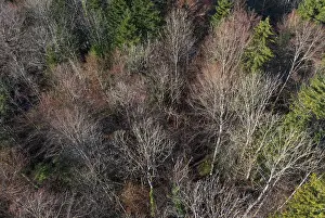 Drone shot, Undeciduous deciduous trees in mixed forest from above