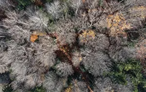 Drone shot, Undeciduous deciduous trees in mixed forest from above