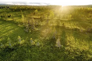Drone view, aerial photo, boreal arctic forest with Pines (Pinus) in wetland