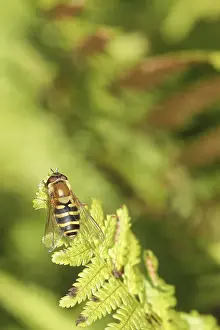 Dronefly (Eristalis tenax), sitting on bracken