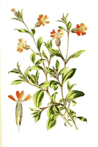 Drooping catchfly, hanging campion (Silene pendula)