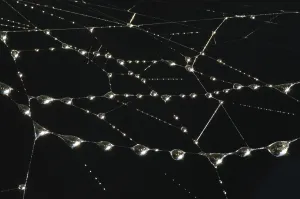 Drops of dew on the web in the early morning