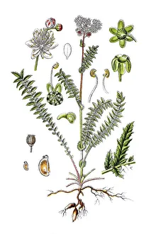 Dropwort, Fern-leaf dropwort (Filipendula vulgaris)